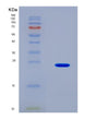 SDS-PAGE analysis of Human IGF1 (Insulin-Like Growth Factor 1) - Recombinant Protein, showing >90% purity under 15% SDS-PAGE (Reduced)