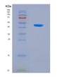 SDS-PAGE analysis of Human PDHA1 (Pyruvate Dehydrogenase E1 Component Subunit Alpha, Somatic Form, Mitochondrial) - Recombinant Protein, showing >90% purity under 15% SDS-PAGE (Reduced)