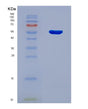 SDS-PAGE analysis of Mouse Ppargc1a (Peroxisome Proliferator-Activated Receptor Gamma Coactivator 1-Alpha) - Recombinant Protein, showing >90% purity under 15% SDS-PAGE (Reduced)