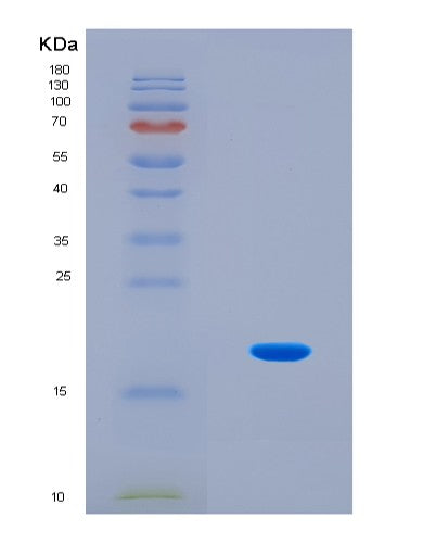 SDS-PAGE analysis of Mouse Rplp2 (Large Ribosomal Subunit Protein P2) - Recombinant Protein, CAT# BLT-08470P showing >90% purity under 15% SDS-PAGE (Reduced)