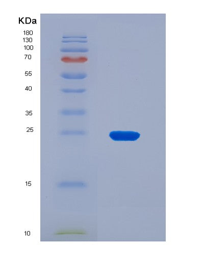 SDS-PAGE analysis of Mouse Iscu (Iron-Sulfur Cluster Assembly Enzyme Iscu) - Recombinant Protein, showing >90% purity under 15% SDS-PAGE (Reduced)
