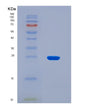 SDS-PAGE analysis of Mouse Iscu (Iron-Sulfur Cluster Assembly Enzyme Iscu) - Recombinant Protein, showing >90% purity under 15% SDS-PAGE (Reduced)