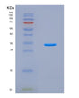 SDS-PAGE analysis of Human TPSAB1 (Tryptase Alpha/Beta-1) - Recombinant Protein, showing >90% purity under 15% SDS-PAGE (Reduced)