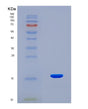 SDS-PAGE analysis of Human INHBE (Inhibin Beta E Chain) - Recombinant Protein, showing >90% purity under 15% SDS-PAGE (Reduced)