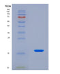 SDS-PAGE analysis of Human Inhibin Beta E (INHbE) - Recombinant Protein, showing >90% purity under 15% SDS-PAGE (Reduced)