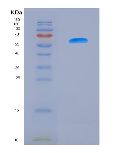 SDS-PAGE analysis of Human MMP2 (72 Kda Type Iv Collagenase) - Recombinant Protein, showing >90% purity under 15% SDS-PAGE (Reduced)