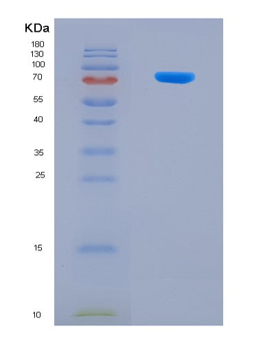 SDS-PAGE analysis of Human POLE2 (Dna Polymerase Epsilon Subunit 2) - Recombinant Protein, showing >90% purity under 15% SDS-PAGE (Reduced)