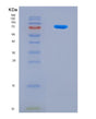 SDS-PAGE analysis of Human POLE2 (Dna Polymerase Epsilon Subunit 2) - Recombinant Protein, showing >90% purity under 15% SDS-PAGE (Reduced)
