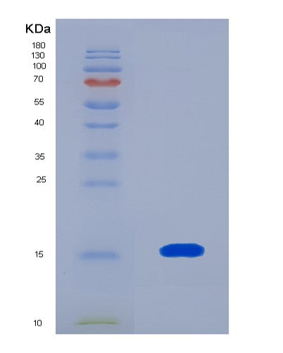 SDS-PAGE analysis of Mouse Igf1 (Insulin-Like Growth Factor 1) - Recombinant Protein, showing >90% purity under 15% SDS-PAGE (Reduced)