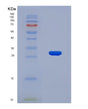 SDS-PAGE analysis of Human CDK9 (Cyclin-Dependent Kinase 9) - Recombinant Protein, showing >90% purity under 15% SDS-PAGE (Reduced)