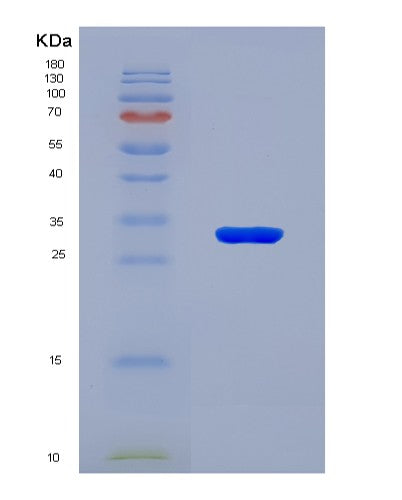 SDS-PAGE analysis of Mouse Phb1 (Prohibitin 1) - Recombinant Protein, showing >90% purity under 15% SDS-PAGE (Reduced)