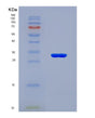 SDS-PAGE analysis of Mouse Phb1 (Prohibitin 1) - Recombinant Protein, showing >90% purity under 15% SDS-PAGE (Reduced)