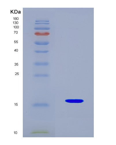 SDS-PAGE analysis of Human GDF6 (Growth/Differentiation Factor 6) - Recombinant Protein, showing >90% purity under 15% SDS-PAGE (Reduced)