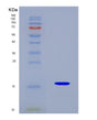 SDS-PAGE analysis of Human GDF6 (Growth/Differentiation Factor 6) - Recombinant Protein, showing >90% purity under 15% SDS-PAGE (Reduced)