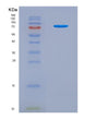 SDS-PAGE analysis of Mouse Hadha (Trifunctional Enzyme Subunit Alpha, Mitochondrial) - Recombinant Protein, showing >90% purity under 15% SDS-PAGE (Reduced)