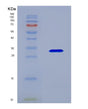 SDS-PAGE analysis of Human COL4A1 (Collagen Alpha-1(Iv) Chain) - Recombinant Protein, showing >90% purity under 15% SDS-PAGE (Reduced)