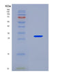 SDS-PAGE analysis of Human COL4A2 (Collagen Alpha-2(Iv) Chain) - Recombinant Protein, showing >90% purity under 15% SDS-PAGE (Reduced)