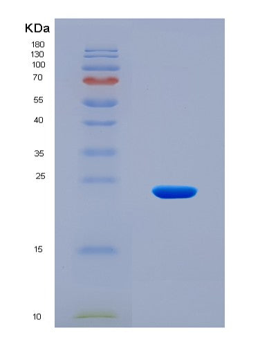 SDS-PAGE analysis of Human BCL2L15 (Bcl-2-Like Protein 15) - Recombinant Protein, showing >90% purity under 15% SDS-PAGE (Reduced)