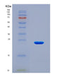 SDS-PAGE analysis of Human BCL2L15 (Bcl-2-Like Protein 15) - Recombinant Protein, showing >90% purity under 15% SDS-PAGE (Reduced)