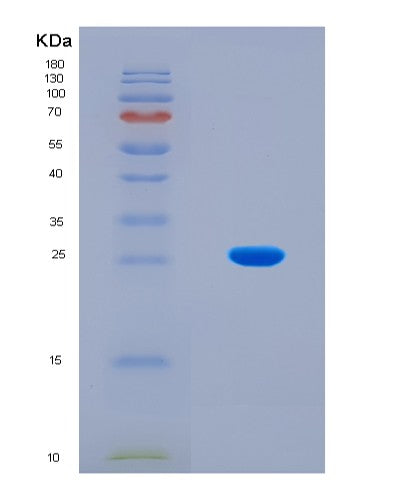 SDS-PAGE analysis of Human IFNA1 (Interferon Alpha-1/13) - Recombinant Protein, CAT# BLT-08473P showing >90% purity under 15% SDS-PAGE (Reduced)