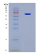 SDS-PAGE analysis of Human ISM1 (Isthmin-1) - Recombinant Protein, CAT# BLT-08474P showing >90% purity under 15% SDS-PAGE (Reduced)