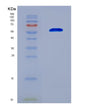 SDS-PAGE analysis of Mouse Il4i1 (L-Amino-Acid Oxidase) - Recombinant Protein, CAT# BLT-08477P showing >90% purity under 15% SDS-PAGE (Reduced)