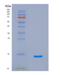 SDS-PAGE analysis of Human AGER (Advanced Glycosylation End Product-Specific Receptor) - Recombinant Protein, CAT# BLT-08480P showing >90% purity under 15% SDS-PAGE (Reduced)