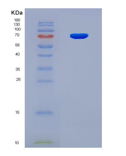 SDS-PAGE analysis of Mouse Hspa1a (Heat Shock 70 Kda Protein 1A) - Recombinant Protein, CAT# BLT-08483P showing >90% purity under 15% SDS-PAGE (Reduced)