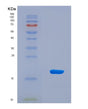 SDS-PAGE analysis of Human SNRPD1 (Small Nuclear Ribonucleoprotein Sm D1) - Recombinant Protein, CAT# BLT-08484P showing >90% purity under 15% SDS-PAGE (Reduced)