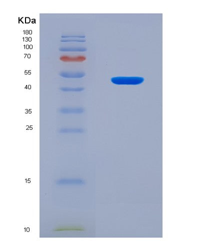 SDS-PAGE analysis of Human SF3B4 (Splicing Factor 3B Subunit 4) - Recombinant Protein, CAT# BLT-08485P showing >90% purity under 15% SDS-PAGE (Reduced)