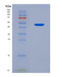 SDS-PAGE analysis of Human SF3B4 (Splicing Factor 3B Subunit 4) - Recombinant Protein, CAT# BLT-08485P showing >90% purity under 15% SDS-PAGE (Reduced)