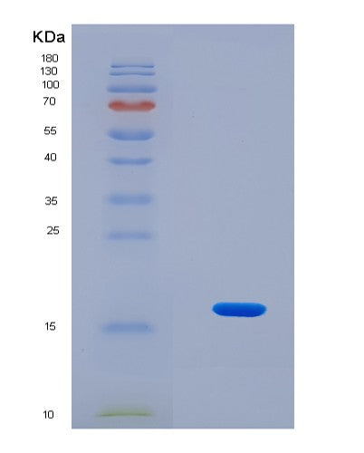 SDS-PAGE analysis of Human SNRPE (Small Nuclear Ribonucleoprotein E) - Recombinant Protein, CAT# BLT-08486P showing >90% purity under 15% SDS-PAGE (Reduced)