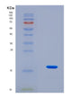 SDS-PAGE analysis of Human SNRPE (Small Nuclear Ribonucleoprotein E) - Recombinant Protein, CAT# BLT-08486P showing >90% purity under 15% SDS-PAGE (Reduced)