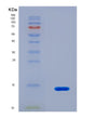 SDS-PAGE analysis of Human PIGR (Polymeric Immunoglobulin Receptor) - Recombinant Protein, CAT# BLT-08487P showing >90% purity under 15% SDS-PAGE (Reduced)