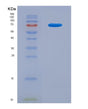 SDS-PAGE analysis of Human HSPA9 (Stress-70 Protein, Mitochondrial) - Recombinant Protein, CAT# BLT-08489P showing >90% purity under 15% SDS-PAGE (Reduced)