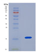 SDS-PAGE analysis of Human RSPO1 (R-Spondin-1) - Recombinant Protein, CAT# BLT-08493P showing >90% purity under 15% SDS-PAGE (Reduced)
