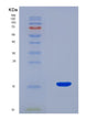 SDS-PAGE analysis of Mouse Rspo1 (R-Spondin-1) - Recombinant Protein, CAT# BLT-08495P showing >90% purity under 15% SDS-PAGE (Reduced)