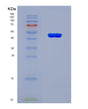 SDS-PAGE analysis of Human MAT2A (S-Adenosylmethionine Synthase Isoform Type-2) - Recombinant Protein, CAT# BLT-08498P showing >90% purity under 15% SDS-PAGE (Reduced)