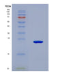 SDS-PAGE analysis of Mouse Il11 (Interleukin-11) - Recombinant Protein, CAT# BLT-08501P showing >90% purity under 15% SDS-PAGE (Reduced)