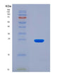 SDS-PAGE analysis of Human ITGAV (Integrin Alpha-V) - Recombinant Protein, CAT# BLT-08505P showing >90% purity under 15% SDS-PAGE (Reduced)