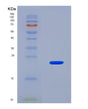 SDS-PAGE analysis of Mouse Lama4 (Laminin Subunit Alpha-4) - Recombinant Protein, CAT# BLT-08506P showing >90% purity under 15% SDS-PAGE (Reduced)