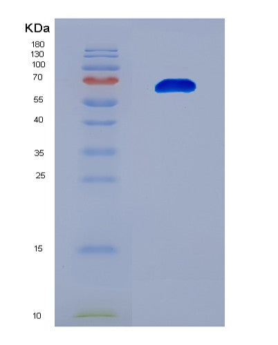 SDS-PAGE analysis of Mouse Hspa1a (Heat Shock 70 Kda Protein 1A) - Recombinant Protein, CAT# BLT-08514P showing >90% purity under 15% SDS-PAGE (Reduced)