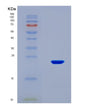 SDS-PAGE analysis of Human CSF3 (Granulocyte Colony-Stimulating Factor) - Recombinant Protein, CAT# BLT-08515P showing >90% purity under 15% SDS-PAGE (Reduced)