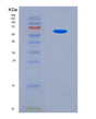 SDS-PAGE analysis of Human MMP14 (Matrix Metalloproteinase-14) - Recombinant Protein, CAT# BLT-08516P showing >90% purity under 15% SDS-PAGE (Reduced)