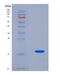 SDS-PAGE analysis of Mouse Lta (Lymphotoxin-Alpha) - Recombinant Protein, CAT# BLT-08520P showing >90% purity under 15% SDS-PAGE (Reduced)