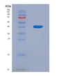 SDS-PAGE analysis of Mouse Bdnf (Neurotrophic Factor Bdnf Precursor Form) - Recombinant Protein, CAT# BLT-08522P showing >90% purity under 15% SDS-PAGE (Reduced)