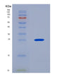 SDS-PAGE analysis of Human IFNB1 (Interferon Beta) - Recombinant Protein, CAT# BLT-08524P showing >90% purity under 15% SDS-PAGE (Reduced)