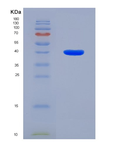 SDS-PAGE analysis of Mouse Lactoferrin (LTF) - Recombinant Protein, CAT# BLT-08525P showing >90% purity under 15% SDS-PAGE (Reduced)