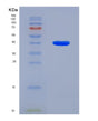 SDS-PAGE analysis of Mouse Lactoferrin (LTF) - Recombinant Protein, CAT# BLT-08525P showing >90% purity under 15% SDS-PAGE (Reduced)