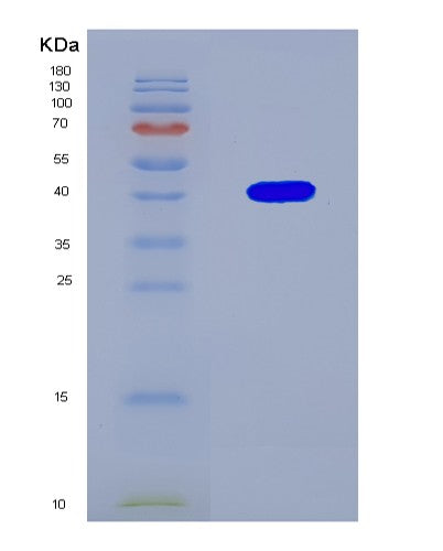 SDS-PAGE analysis of Human BMP2 (Bone Morphogenetic Protein 2) - Recombinant Protein, CAT# BLT-08527P showing >90% purity under 15% SDS-PAGE (Reduced)